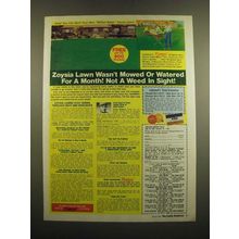 1982 Zoysia Grass Ad - Lawn Wasn't Mowed or Watered for a Month