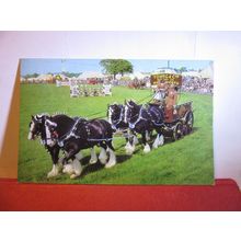 YOUNG & Co, SHIRE HORSES, WANDSWORTH, LONDON , used postcard 1979 pm =