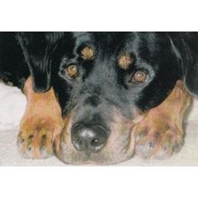 PDSA Sad Homeless Dog Postcard