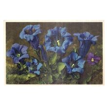 KOCH'S GENTIAN flowers Swiss unused vintage postcard =