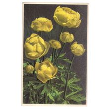 GLOBEFLOWER flowers Swiss unused vintage postcard #