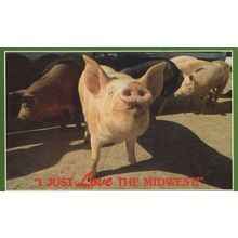 I Just Love The Midwest American Pig Postcard