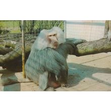 Hamadryas Baboon 1970s Colchester Essex Zoo Rare Postcard