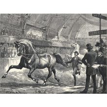 TROTTING AT THE ISLINGTON HORSE SHOW 1872 Basil Bradley VICTORIAN ENGRAVING