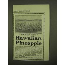 1909 Hawaiian Pineapple Ad - Picked Ripe