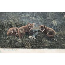 Sharing The Spoils Fox Hunting About To Eat Fish Old Postcard