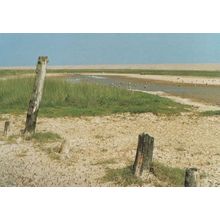 Salthouse Beach Norfolk Rare Sand Stumps Postcard