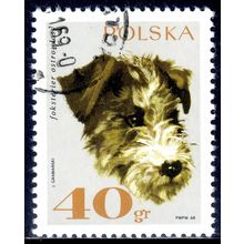 POLAND 1969, Dogs - Rough-haired Fox Terrier, 40 G, CTO