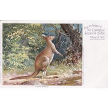 EC345. KANGAROO. LONDON ZOOLOGICAL SOCIETY. PRINTED POSTCARD