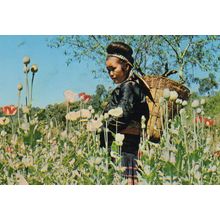 Opium Poppy Plants Growing Thailand Meo Tribe Girl Postcard
