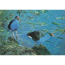 Pukeko Swamp Hen New Zealand Tiki Bird Postcard