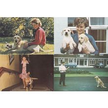 Guide Dogs For The Blind Training Puppies 4x 1980s Postcard