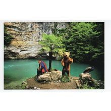 Grizzly Bear Tourist Photo Attraction Black Sea Award Photo Postcard