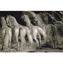 Knie Rapperswil Switzerland Swiss Zurich Circus Award Photo Postcard