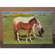 DARTMOOR PONIES, DEVON. unused vintage postcard Colourmaster =