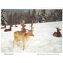 Hampshire Reindeer Majestic Moment Forty Acres Christmas Postcard