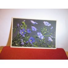 ALPINE FLAX flowers Swiss unused postcard =
