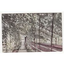 Interior of the Vinery Rushen Abbey Isle of Man Postcard IOM Liver Series