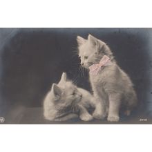 Cat Kitten With REAL PINK RIBBON Antique Postcard