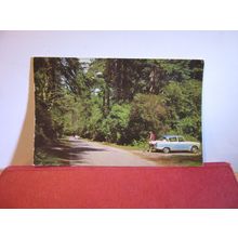 IN THE NEW FOREST used postcard by Colourmaster 1974 postmark =