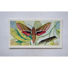 1958 Swettenham tea card Butterflies & Moths No. 14 Elephant Hawk Moth