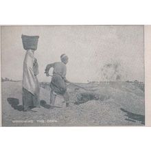 India Indian Digging Winnowing The Corn Antique Farm Farming Postcard