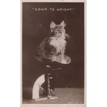 Down To Weight Cat On Vintage Weighing Scales Real Photo Old Postcard