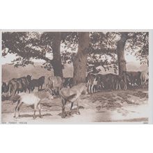 New Forest Ponies New Forest Hampshire Postcard (QHAM209)