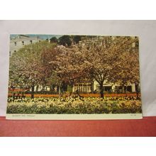 BLOSSOM TIME, TORQUAY, DEVON used postcard c.1966 pm =