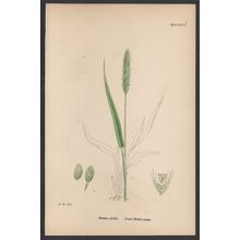 GREEN BRISTLE-GRASS 1872 John Edward Sowerby PLANT PRINT
