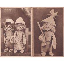 We're Shy Attention 2x Anthropomorphic Cat Postcard s