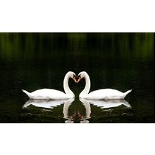 swans 4 Poster Canvas Movie Film Print A0 A1 A2 A3 A4 A5 A6 Art Wall Decoration