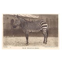 MOUNTAIN ZEBRA unused postcard by LONDON ZOO photo by d. Seth-Smith #