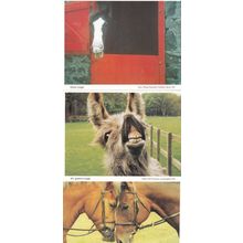 Hampshire Horses Laughing Giggling Nose Fight 3x Comic Postcard s