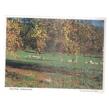 DEER PARK, ASHTON COURT, BRISTOL vintage postcard by St. Peter's Hospice =