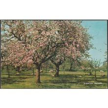 A Kentish Orchard, c.1960s - Salmon Postcard