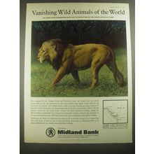 1967 Midland Bank Advertisement - Asian Lion - Vanishing Wild Animals