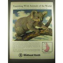 1967 Midland Bank Advertisement - Koala - Vanishing Wild Animals of the World