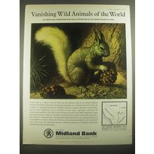 1967 Midland Bank Advertisement - Kaibab Squirrel - Vanishing Wild Animals