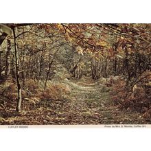 Cuffley Trees Woods Forest Hertfordshire 1980s Postcard