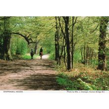 Whippendale Woods Horse Equestrian Riders Hertfordshire Postcard