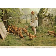 Farming Lady at Langleybury Feeding The Farm Hens Hertfordshire Postcard