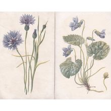 Violet Cornflower 2x London Reward Card Postcard s