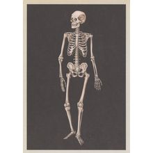 Laughing Dancing Adult Skeleton Anterior Morbid Postcard