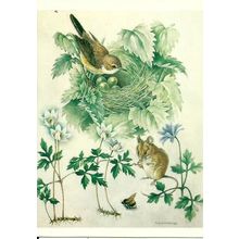 Art MILDRED ELDRIDGE Whitethroat Postcard (Medici 1955)