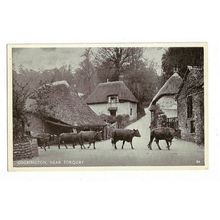 Cockington, Near Torquay, Devon, Postcard.