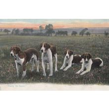Ready For Sport Fox Hunting Dogs Antique Dog Thin Plain Postcard