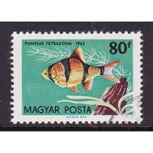 HUNGARY 1962 FISH 80fi TIGER BARB USED SG1800