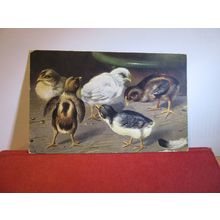CHICKS used antique postcard by Ernest Nister 1907? pm =