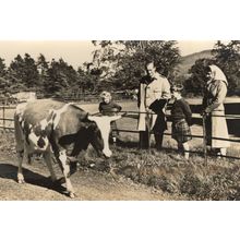 Duke Of Edinburgh Balmoral Cow Cattle Farming With Prince Charles Royal RPC Post